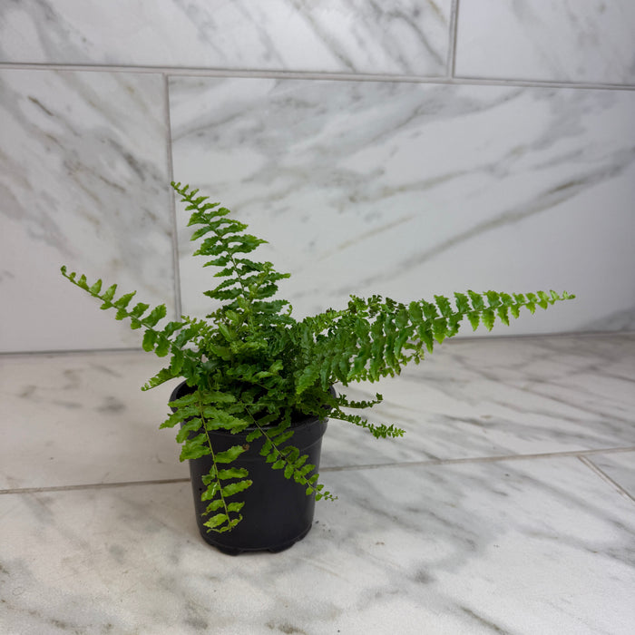 The Plant Farm® Houseplants Nephrolepis Exaltata Fluffy Ruffles, 4" Plant