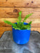 The Plant Farm® Houseplants Nephrolepis Exaltata Nevada Fern, 4" Plant