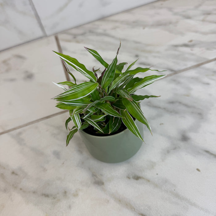 The Plant Farm® Houseplants Oplismenus Hirtellus Variegatus, 2" Plant
