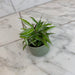 The Plant Farm® Houseplants Oplismenus Hirtellus Variegatus, 2" Plant