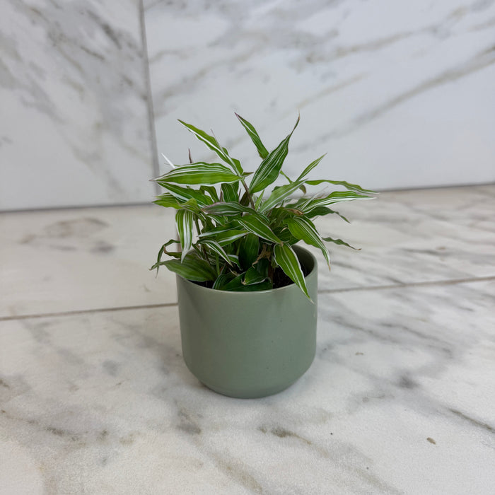 The Plant Farm® Houseplants Oplismenus Hirtellus Variegatus, 2" Plant