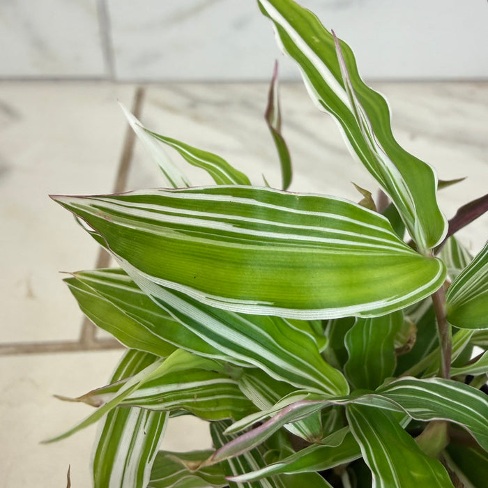 The Plant Farm® Houseplants Oplismenus Hirtellus Variegatus, 2" Plant