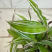 The Plant Farm® Houseplants Oplismenus Hirtellus Variegatus, 2" Plant