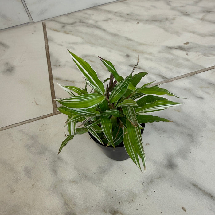 The Plant Farm® Houseplants Oplismenus Hirtellus Variegatus, 2" Plant