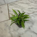 The Plant Farm® Houseplants Oplismenus Hirtellus Variegatus, 2" Plant