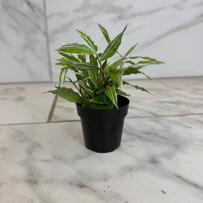 The Plant Farm® Houseplants Oplismenus Hirtellus Variegatus, 2" Plant