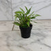 The Plant Farm® Houseplants Oplismenus Hirtellus Variegatus, 2" Plant
