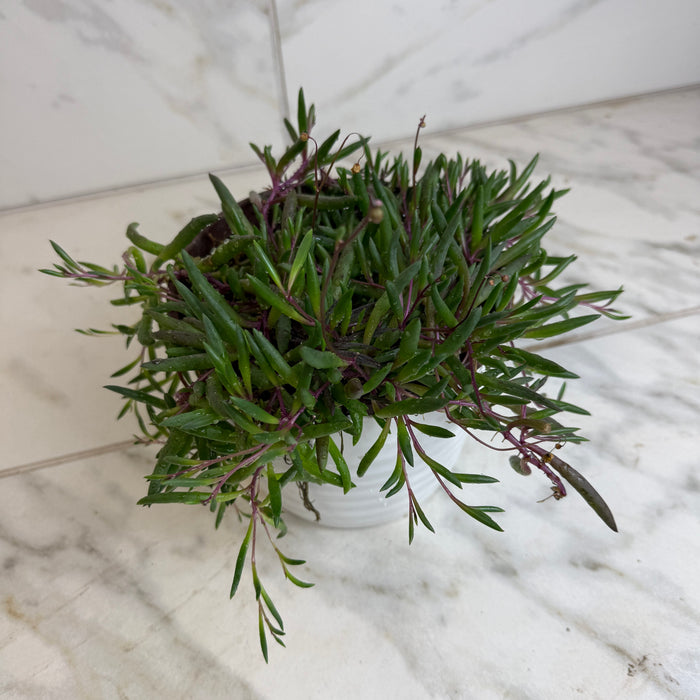 The Plant Farm® Houseplants Othonna Capensis Ruby Necklace, 6" Plant