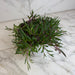 The Plant Farm® Houseplants Othonna Capensis Ruby Necklace, 6" Plant
