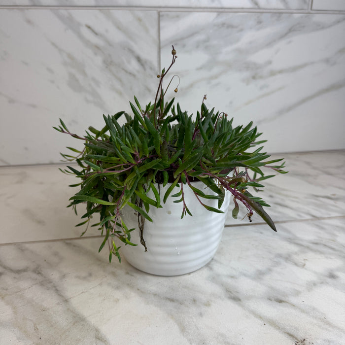 The Plant Farm® Houseplants Othonna Capensis Ruby Necklace, 6" Plant