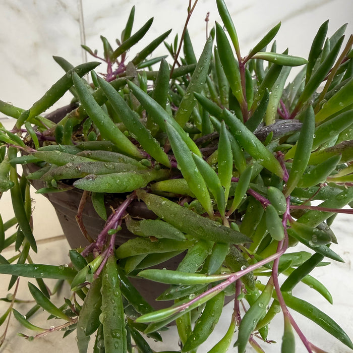 The Plant Farm® Houseplants Othonna Capensis Ruby Necklace, 6" Plant