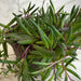 The Plant Farm® Houseplants Othonna Capensis Ruby Necklace, 6" Plant