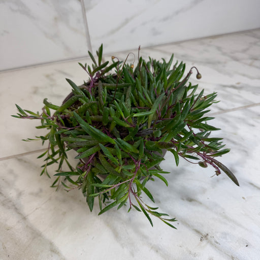 The Plant Farm® Houseplants Othonna Capensis Ruby Necklace, 6" Plant