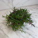 The Plant Farm® Houseplants Othonna Capensis Ruby Necklace, 6" Plant