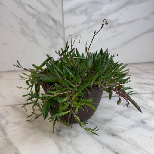The Plant Farm® Houseplants Othonna Capensis Ruby Necklace, 6" Plant