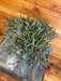 The Plant Farm® Houseplants Othonna Capensis Ruby Necklace, 6" Plant