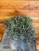 The Plant Farm® Houseplants Othonna Capensis Ruby Necklace, 6" Plant