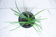 The Plant Farm® Houseplants Palm Ponytail, 4" Plant