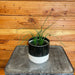 The Plant Farm® Houseplants Palm Ponytail, 4" Plant