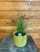 The Plant Farm® Houseplants Palm Ponytail, 4" Plant