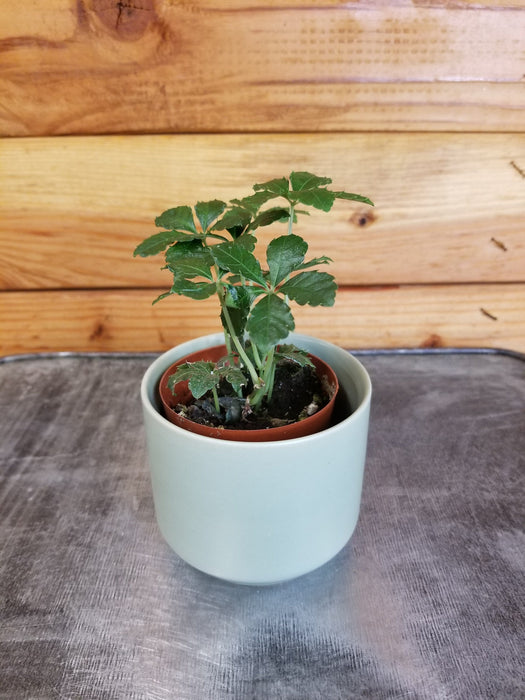 The Plant Farm® Houseplants Parthenocissus Sugar Vine, 2" Plant
