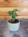 The Plant Farm® Houseplants Parthenocissus Sugar Vine, 2" Plant