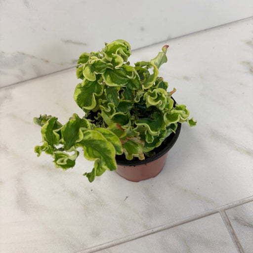 The Plant Farm® Houseplants Pedilanthus Tithymaloide Curly Devil's Backbone, 4" Plant