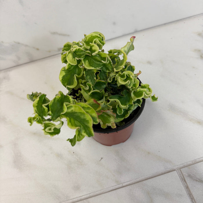 house plants with curly leaves Pedilanthus Tithymaloide Curly Devil's Backbone, 4" Plant, The Plant Farm