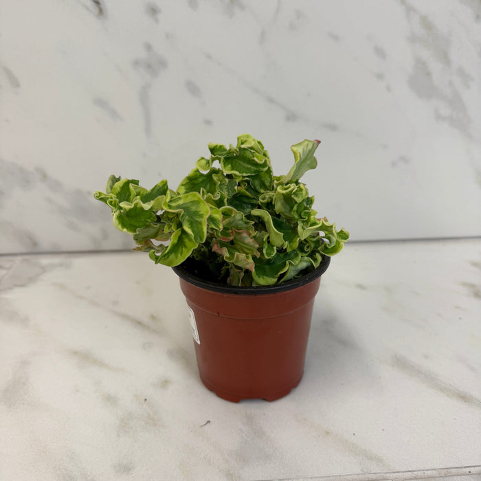 The Plant Farm® Houseplants Pedilanthus Tithymaloide Curly Devil's Backbone, 4" Plant