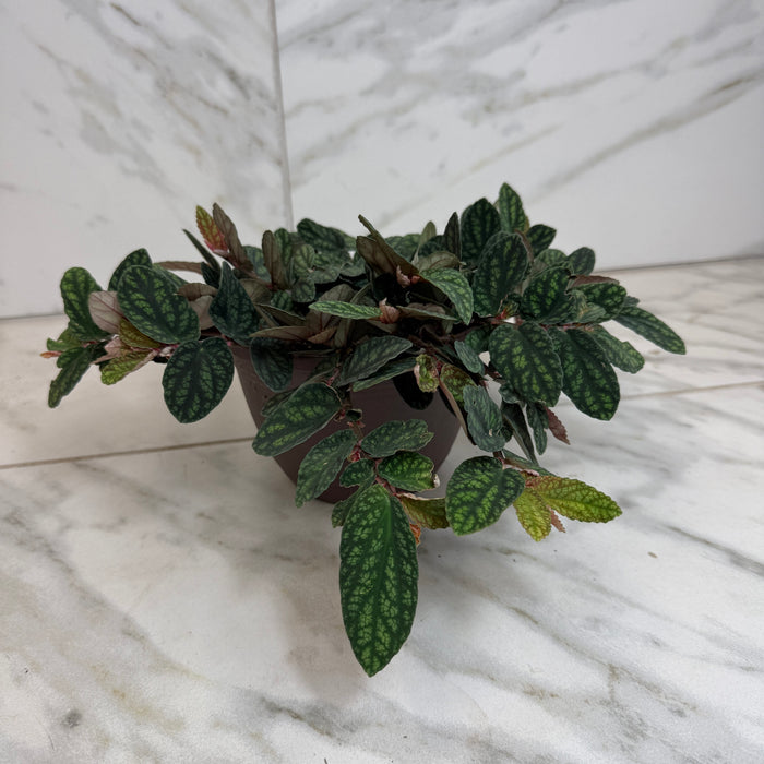 The Plant Farm® Houseplants Pellionia Daveauana, 6" Plant
