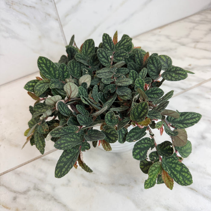 The Plant Farm® Houseplants Pellionia Daveauana, 6" Plant