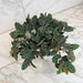 The Plant Farm® Houseplants Pellionia Daveauana, 6" Plant