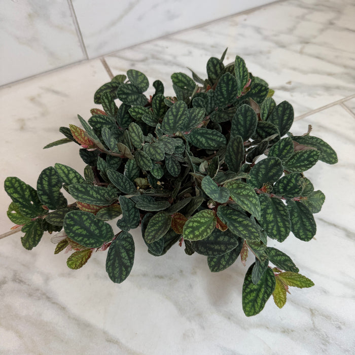 The Plant Farm® Houseplants Pellionia Daveauana, 6" Plant