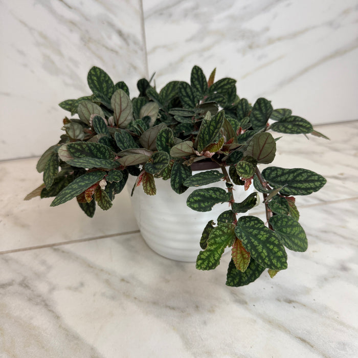 The Plant Farm® Houseplants Pellionia Daveauana, 6" Plant