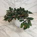 The Plant Farm® Houseplants Pellionia Daveauana, 6" Plant