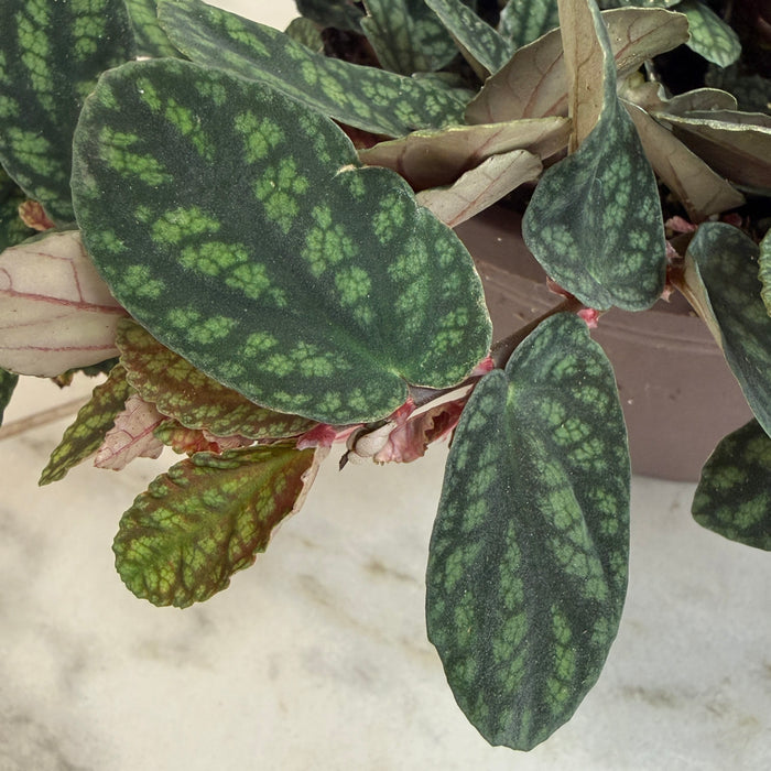 The Plant Farm® Houseplants Pellionia Daveauana, 6" Plant