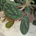 The Plant Farm® Houseplants Pellionia Daveauana, 6" Plant