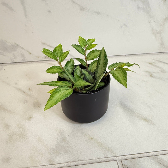 The Plant Farm® Houseplants Pellionia Repens, 2" Plant