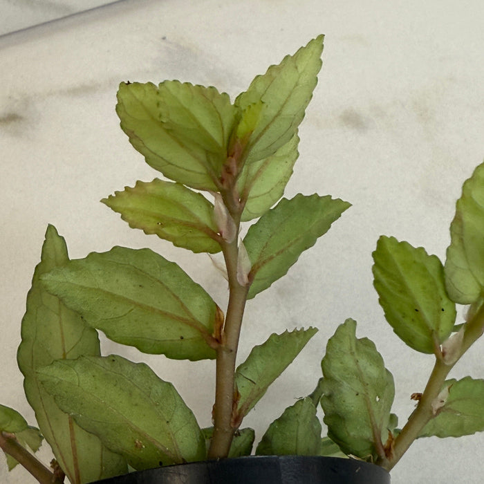 The Plant Farm® Houseplants Pellionia Repens, 2" Plant