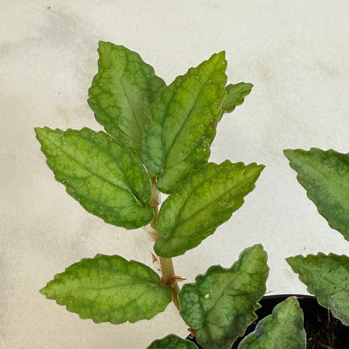 The Plant Farm® Houseplants Pellionia Repens, 2" Plant