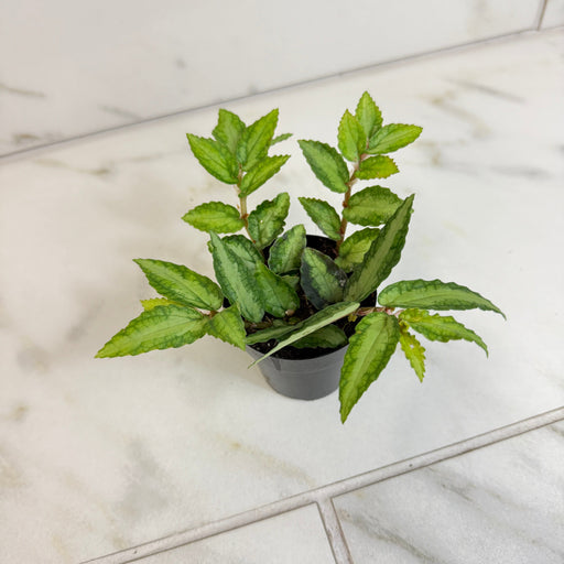 The Plant Farm® Houseplants Pellionia Repens, 2" Plant