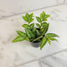 The Plant Farm® Houseplants Pellionia Repens, 2" Plant