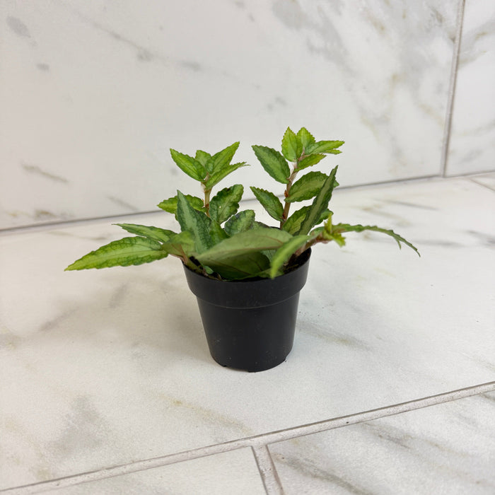 The Plant Farm® Houseplants Pellionia Repens, 2" Plant