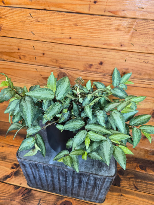 The Plant Farm® Houseplants Pellionia Repens, 6" Plant