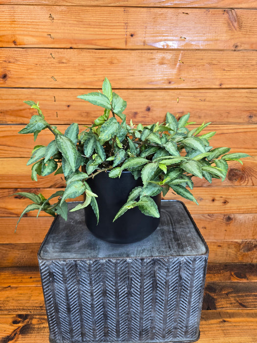 The Plant Farm® Houseplants Pellionia Repens, 6" Plant