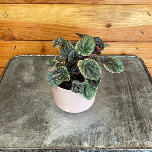 The Plant Farm® Houseplants Peperomia Abricos, 2" Plant