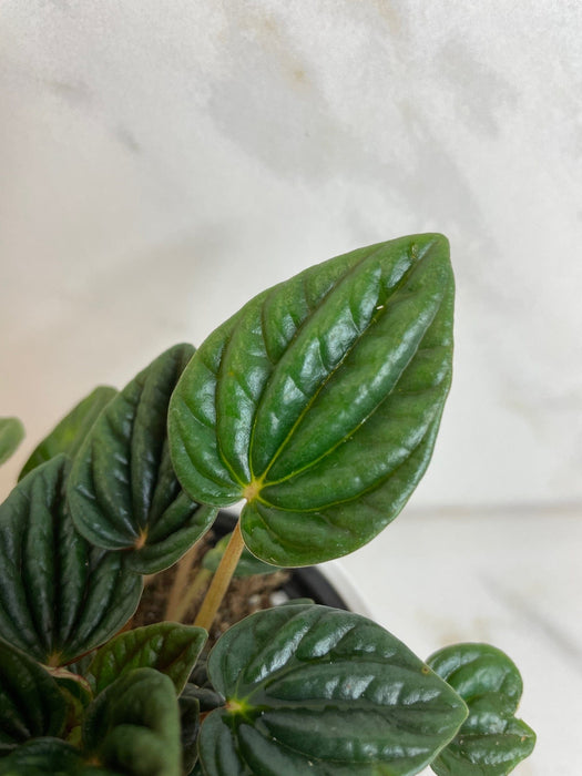 The Plant Farm® Houseplants Peperomia Amazonas, 4" Plant
