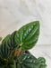 The Plant Farm® Houseplants Peperomia Amazonas, 4" Plant