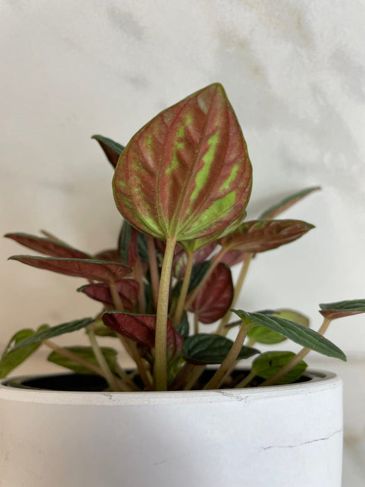 The Plant Farm® Houseplants Peperomia Amazonas, 4" Plant