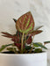 The Plant Farm® Houseplants Peperomia Amazonas, 4" Plant